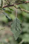 Thorny amaranth